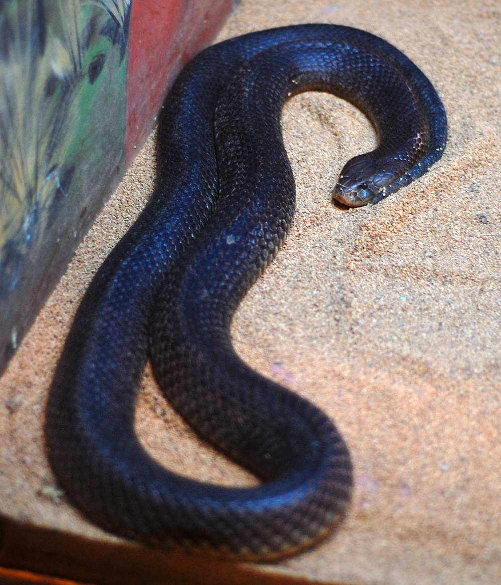 King Brown Snake - Pseudechis australis
