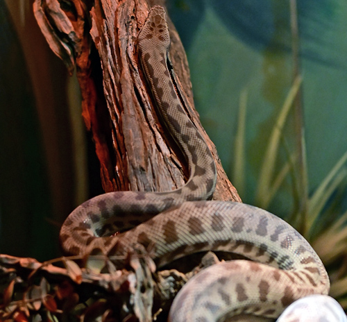 Stimson's Python - Antaresia stimsoni - Reptiles of Australia