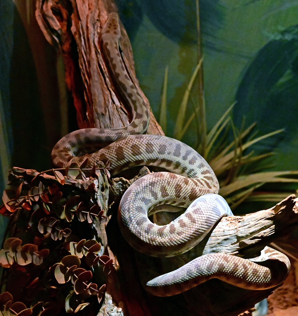 Stimson's Python - Antaresia stimsoni