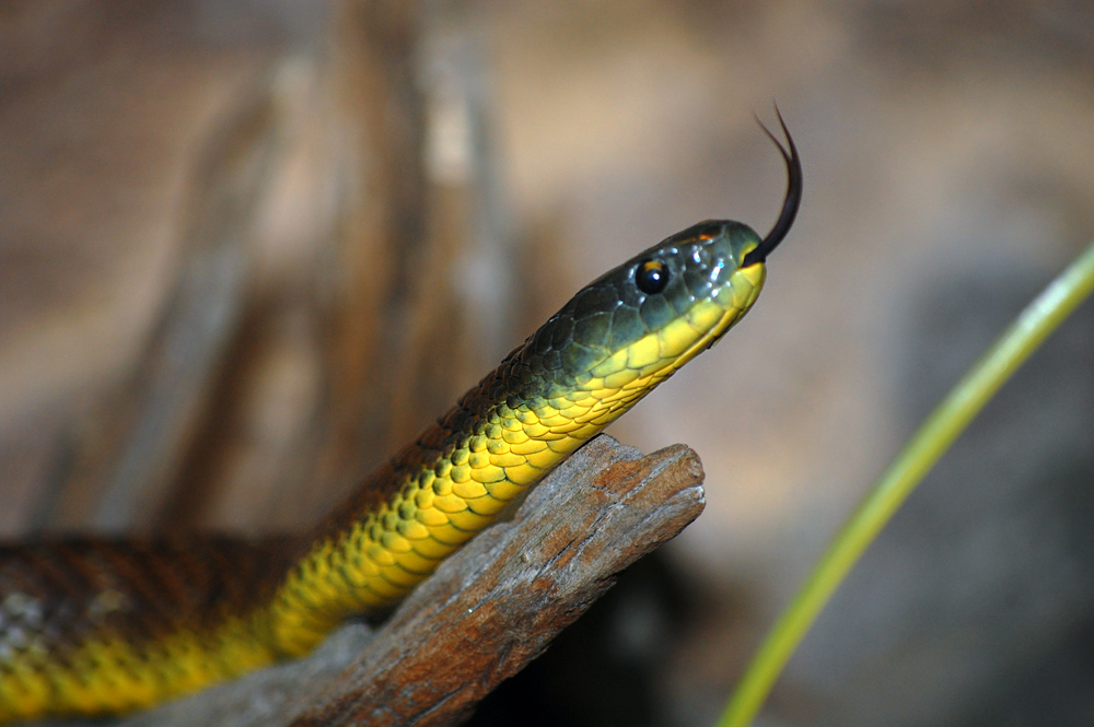 Tiger Snake - Notechis scutatus
