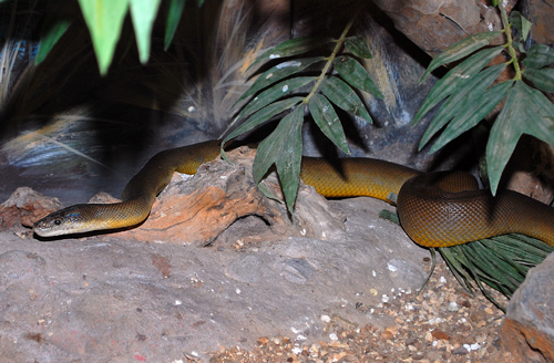 Water Python - Liasis mackloti - Reptiles of Australia