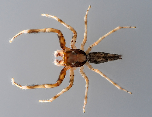 Australian Bronze Jumping Spider - Helpis minitabunda - Australian Spiders and their Faces