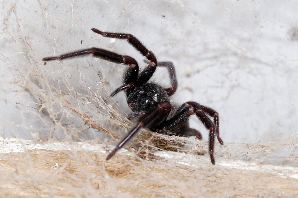 Black House Spider - Badumna insignis