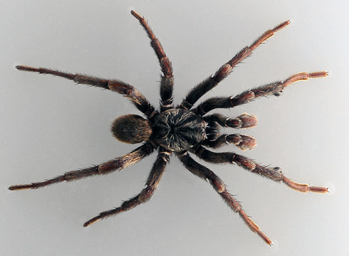 Brown Trapdoor Spider - Misgolas - Australian Spiders and their Faces