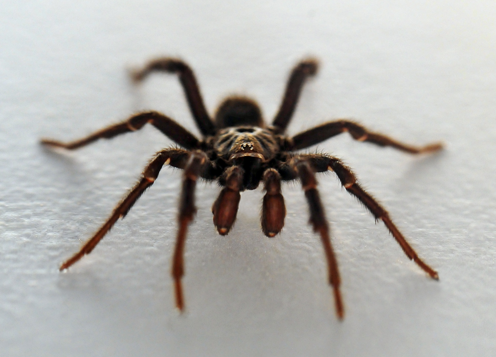 Brown Trapdoor Spider - Misgolas