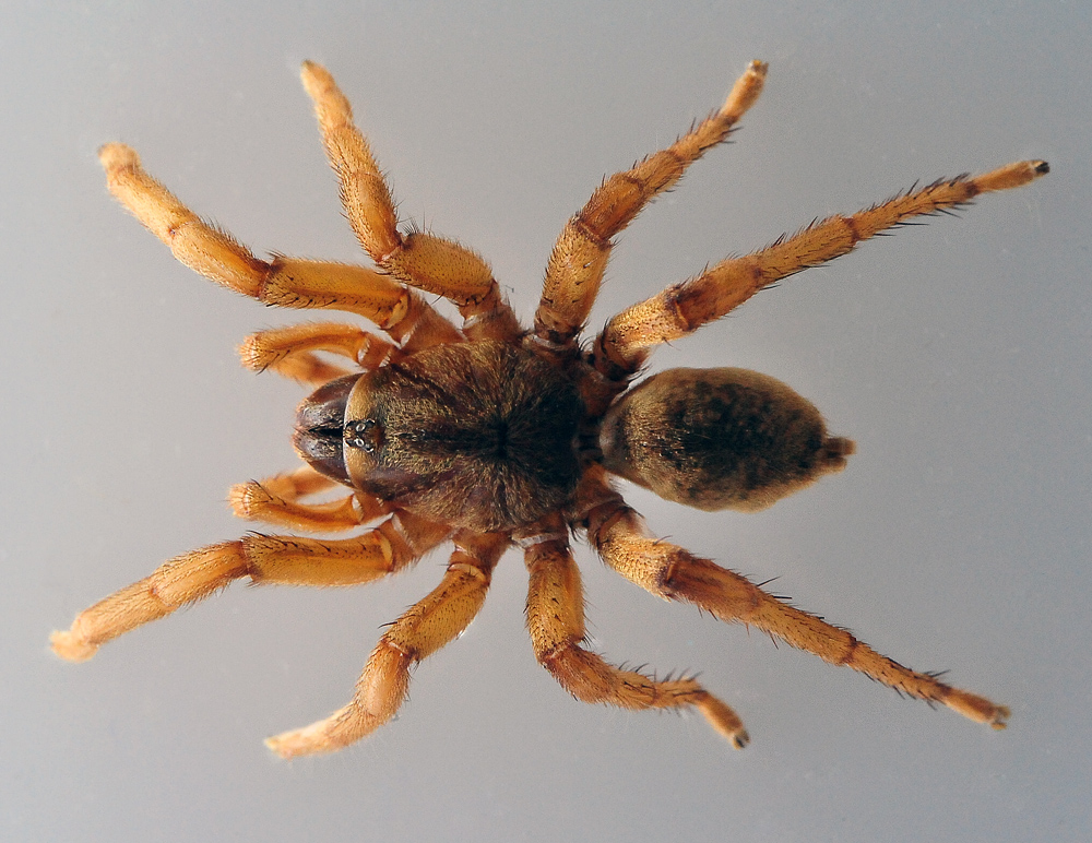 Australian Spider Quiz, Question 1 - Can you identify this spider?