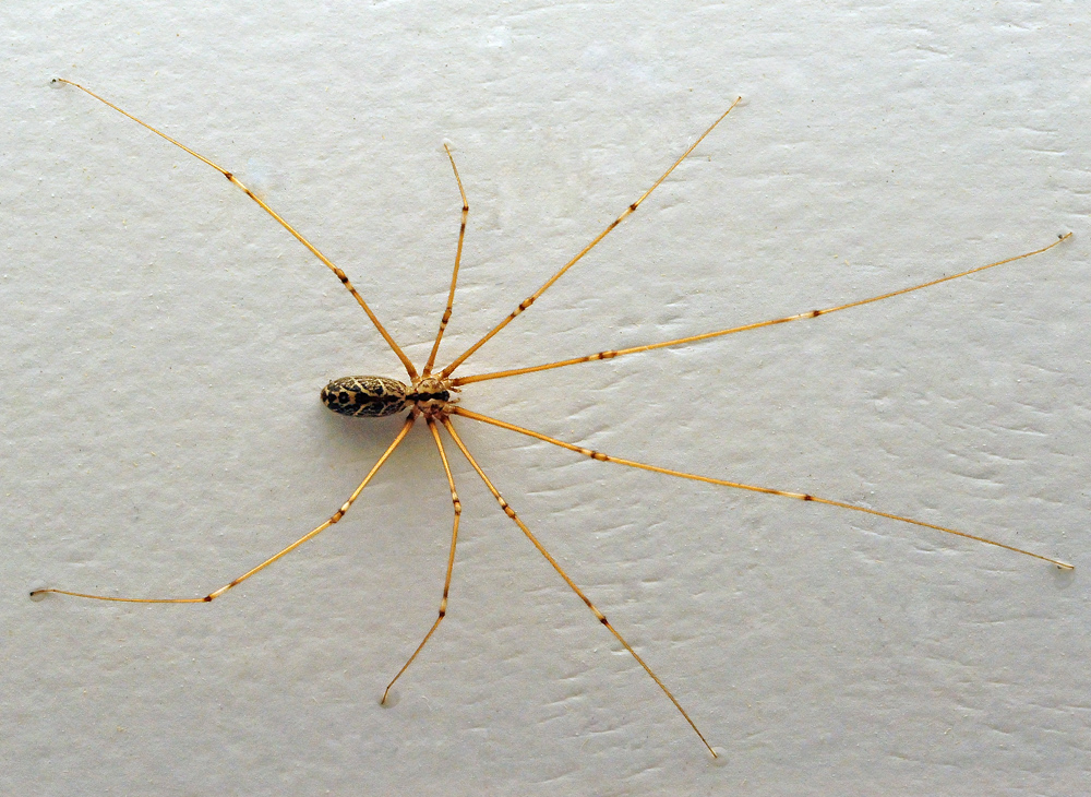 Daddy Long Legs Spider - Pholcidae family