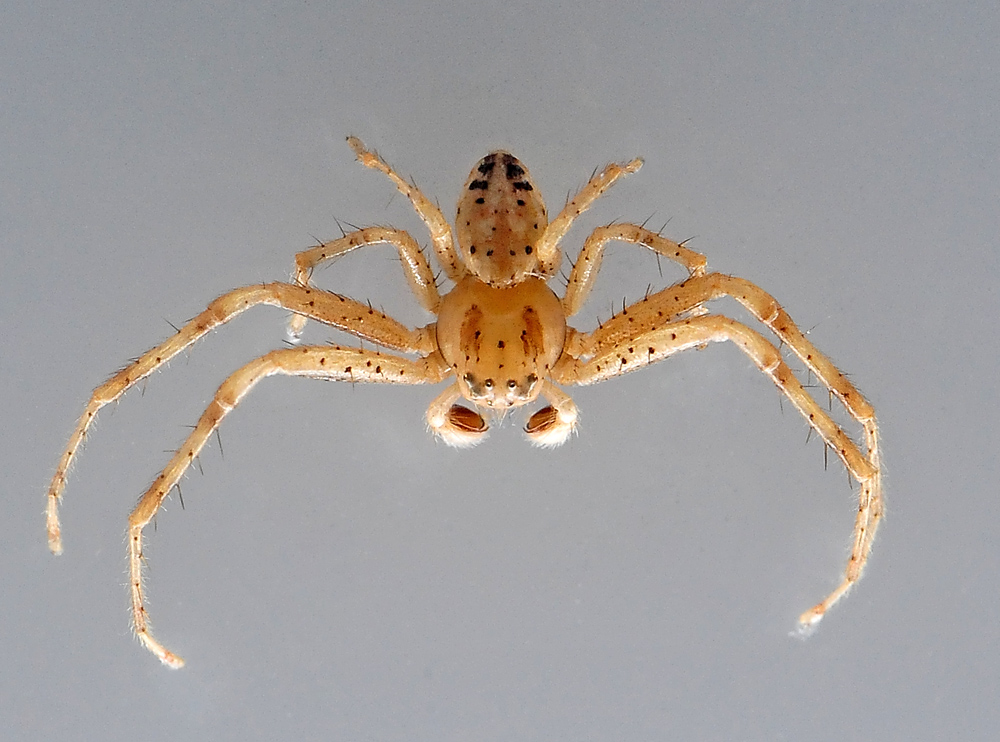 Australian Spider Quiz, Question 10 - Can you identify this spider?
