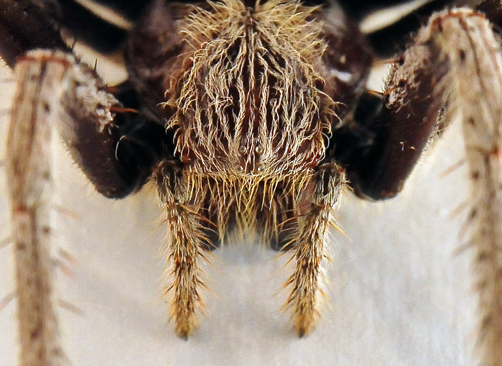Garden Orb-Weaving Spider - Eriophora transmarina