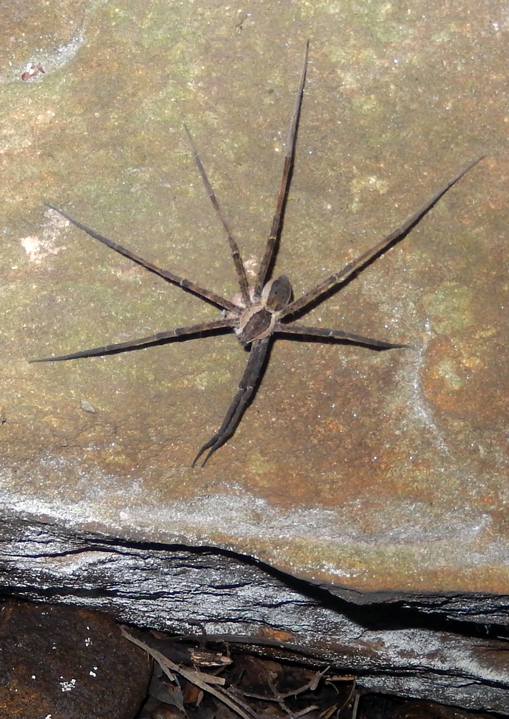 Giant Water Spider - Megadolomedes australianus