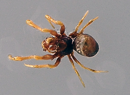 Ground Orb-Weaving Spider - Anapid Family, genus and species unknown - Australian Spiders and their Faces