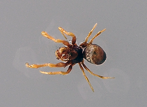 Australian Spider Quiz, Question 8 - Can you identify this spider?