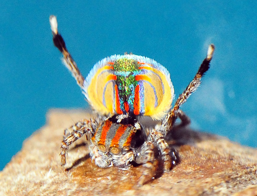 Peacock Spider - Maratus volans - Australian Spiders and their Faces