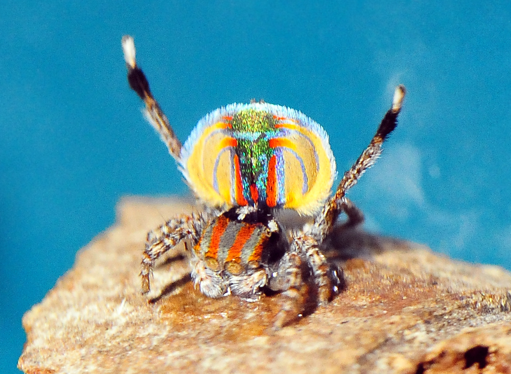 Peacock Spider - Maratus volans