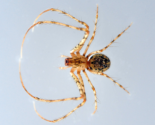 Pirate Spider - Australomimetus maculosus - Australian Spiders and their Faces