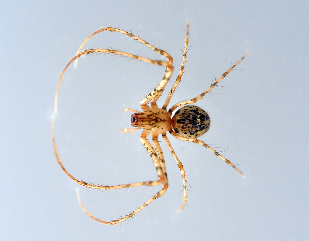Pirate Spider - Australomimetus maculosus