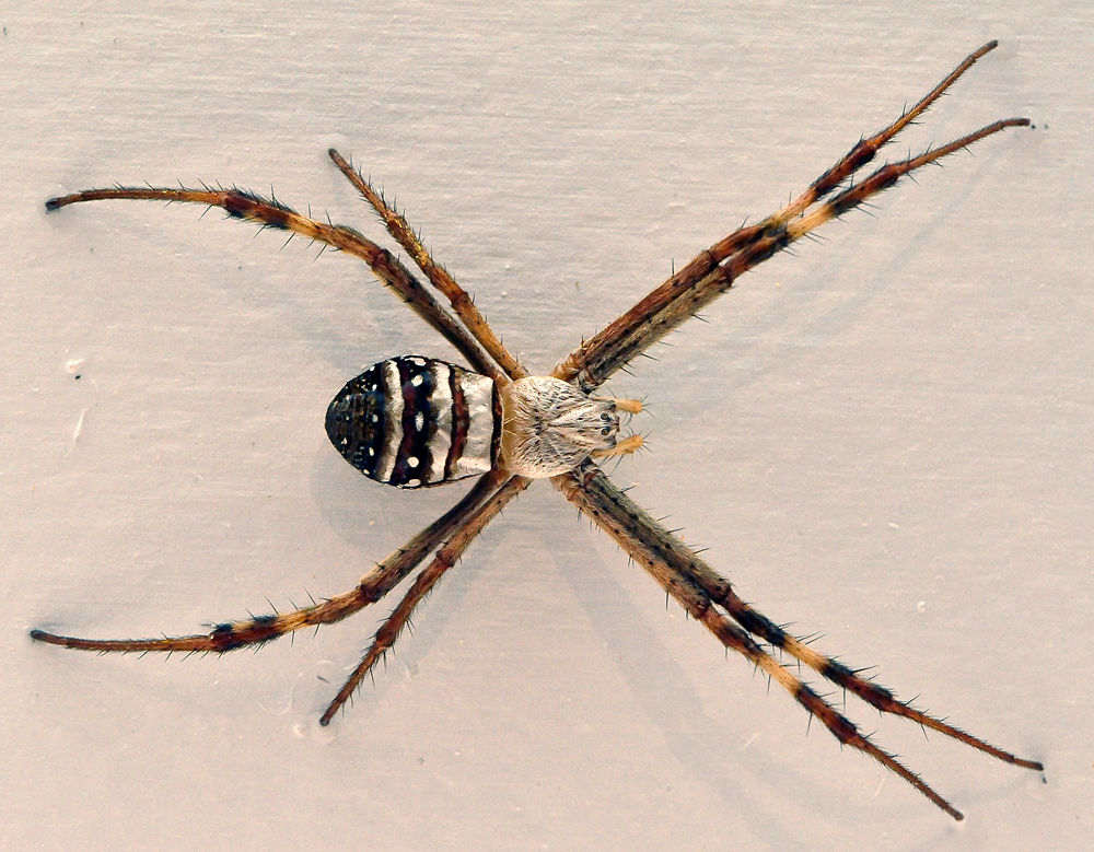 Australian Spider Quiz, Question 5 - Can you identify this spider?