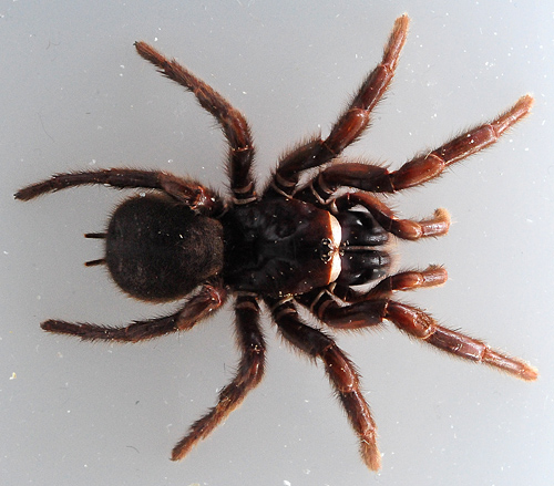 Sydney Funnel Web Spider - Atrax robustus - Australian Spiders and their Faces