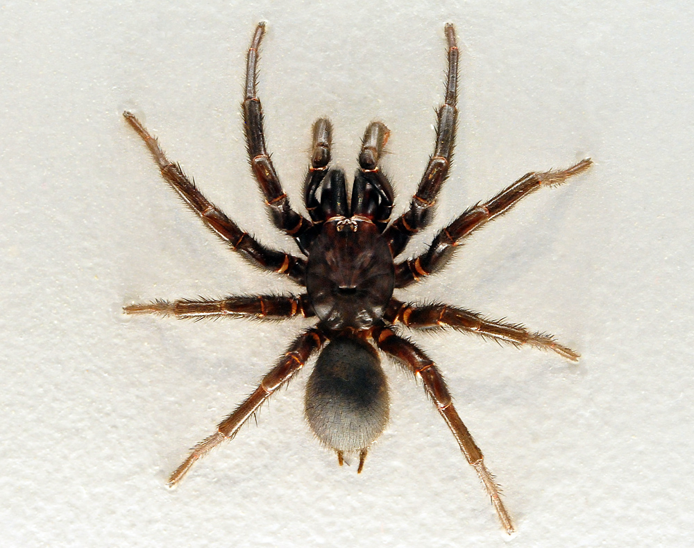 Sydney Funnel Web Spider - Atrax robustus