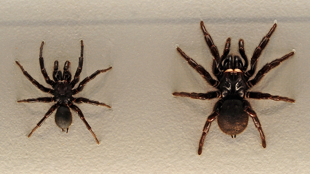 Sydney Funnel Web Spider - Atrax robustus