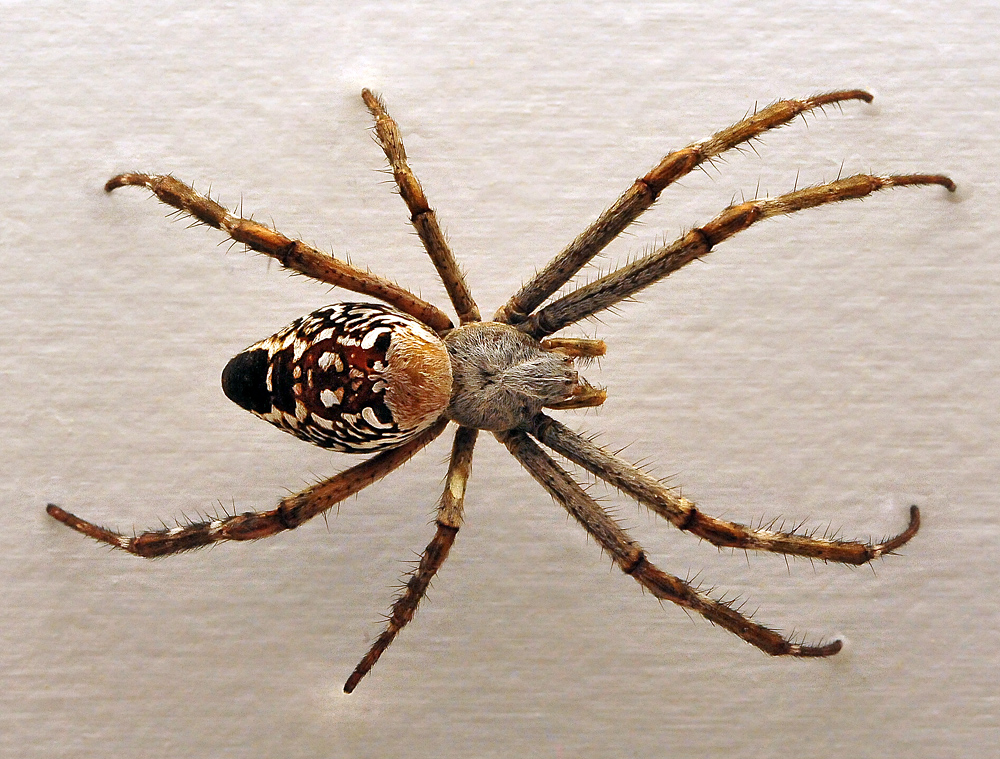 Australian Spider Quiz, Question 1 - Can you identify this spider?