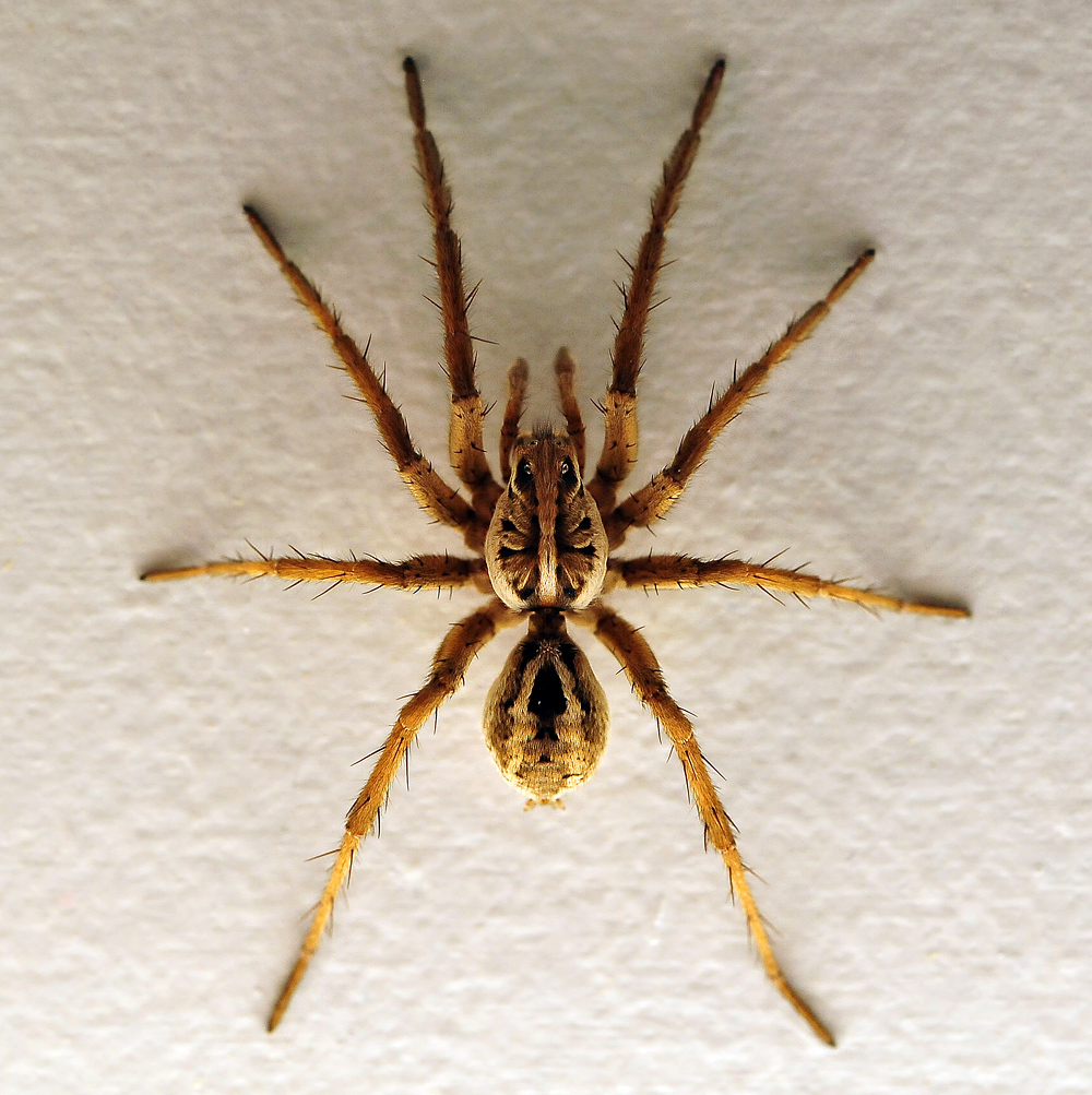 Australian Spider Quiz, Question 3 - Can you identify this spider?