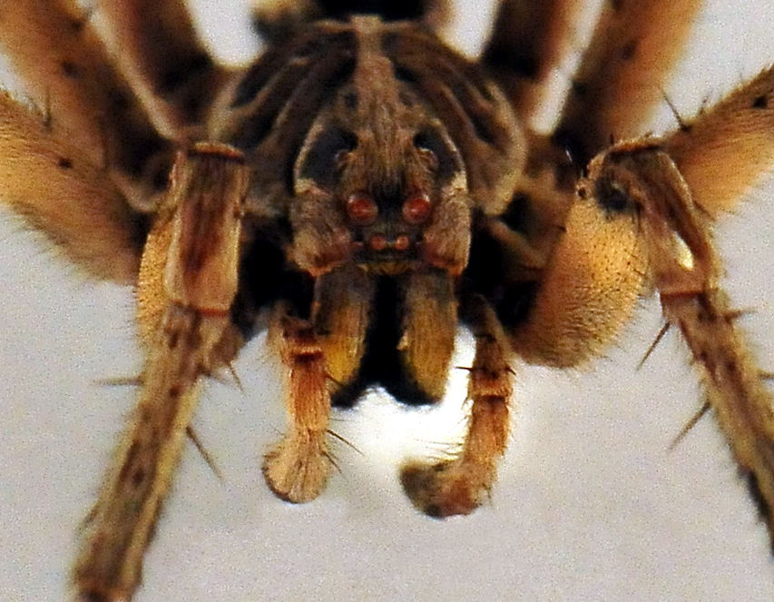 Wolf Spider - Allocosa obscuroides