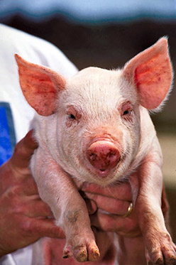 Swine Flu Survival � Surviving the Swine Flu Pandemic