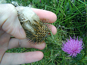 Thistle Showing Down