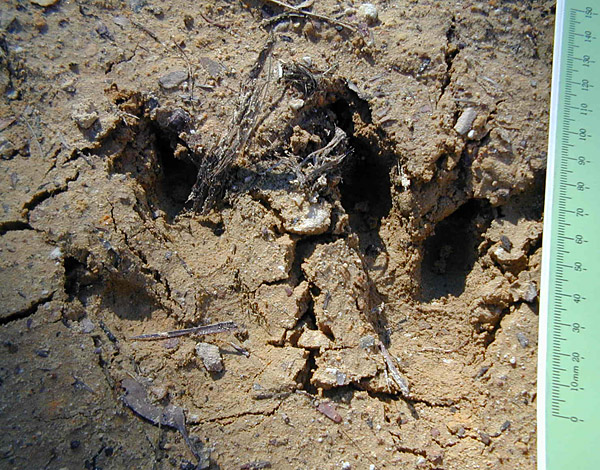What Animal Made This Track? - Tracking Animals - How To Read Animal Tracks