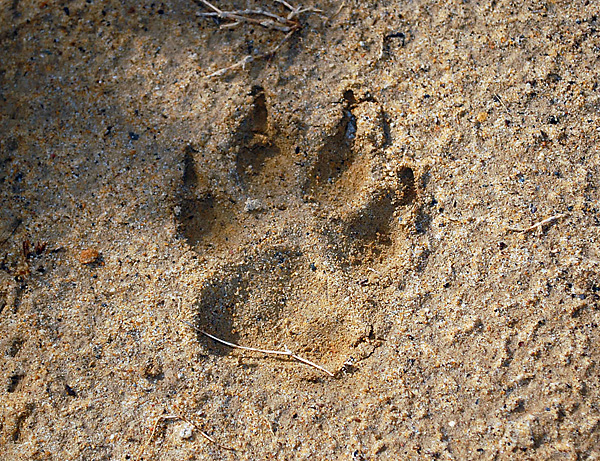 Animal Tracking Quiz, Question 7 - Can you identify this animal track?