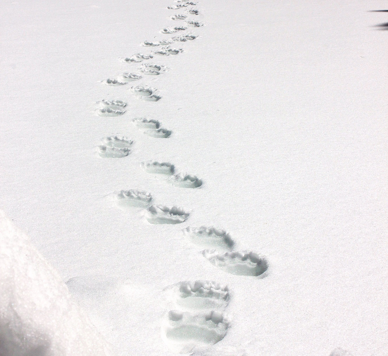 Animal Tracking Quiz, Question 1 - Can you identify this animal track?