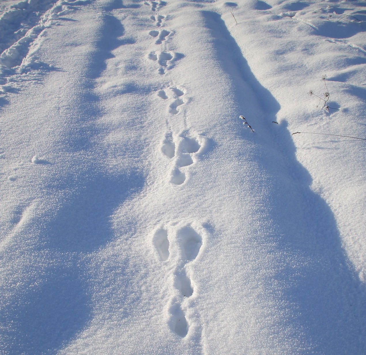 Animal Tracking Quiz, Question 6 - Can you identify this animal track?