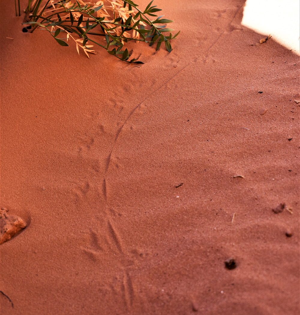 Animal Tracking Quiz, Question 3 - Can you identify this animal track?