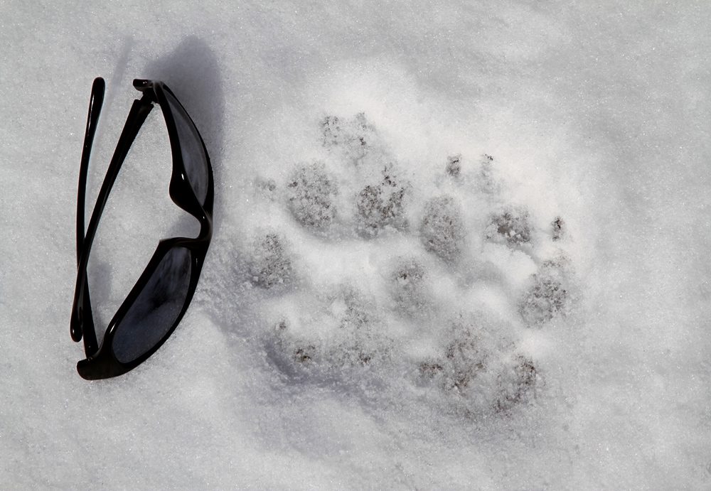 Animal Tracking Quiz, Question 3 - Can you identify this animal track?
